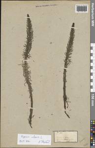 Hippuris vulgaris L., Eastern Europe, Moldova (E13a) (Moldova)