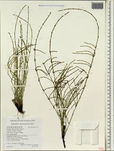 Equisetum ramosissimum Desf., Africa (AFR) (Portugal)