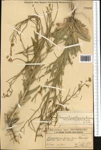 Pseudoclausia turkestanica (Lipsky) A.N. Vassiljeva, Middle Asia, Western Tian Shan & Karatau (M3) (Kazakhstan)