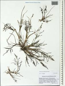 Eragrostis multicaulis Steud., Eastern Europe, Belarus (E3a) (Belarus)