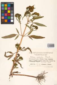 Bidens radiata Thuill., Eastern Europe, Moscow region (E4a) (Russia)