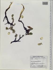 Salix recurvigemmata A. K. Skvortsov, Siberia, Central Siberia (S3) (Russia)