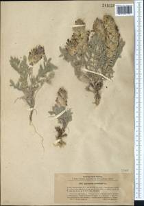 Astragalus cyrtobasis Bunge ex Boiss., Middle Asia, Pamir & Pamiro-Alai (M2) (Kyrgyzstan)