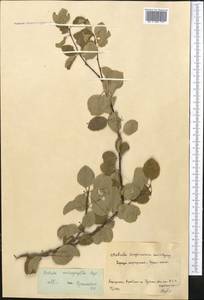 Betula microphylla Bunge, Middle Asia, Northern & Central Kazakhstan (M10) (Kazakhstan)