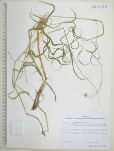 Melica turczaninowiana Ohwi, Siberia, Russian Far East (S6) (Russia)