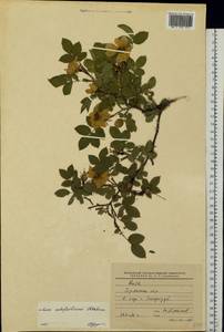 Rosa dumalis subsp. dumalis, Eastern Europe, Western region (E3) (Russia)