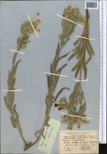 Onosma dichroantha Boiss., Middle Asia, Syr-Darian deserts & Kyzylkum (M7) (Kazakhstan)