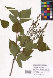 Syringa vulgaris L., Eastern Europe, Moscow region (E4a) (Russia)