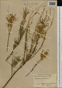 Tamarix ramosissima Ledeb., Eastern Europe, Lower Volga region (E9) (Russia)
