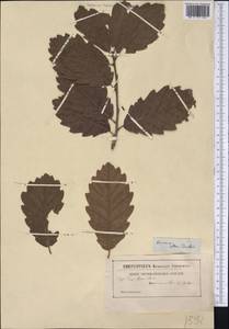 Quercus alba L., America (AMER) (Not classified)