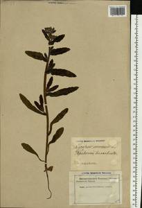 Lycopsis arvensis L., Eastern Europe, Latvia (E2b) (Latvia)