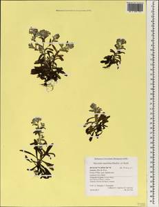 Myosotis azorica H. C. Watson ex Hook., Africa (AFR) (Portugal)