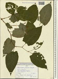 Reynoutria japonica Houtt., Crimea (KRYM) (Russia)