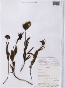 Calliandra brevicaulis var. glabra Chodat & Hassl., America (AMER) (Paraguay)