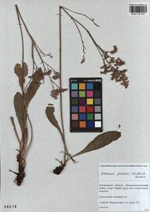 Limonium gmelinii (Willd.) Kuntze, Siberia, Altai & Sayany Mountains (S2) (Russia)