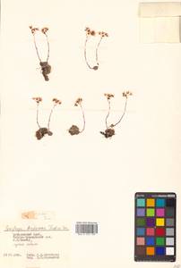 Saxifraga cherlerioides D. Don, Siberia, Russian Far East (S6) (Russia)