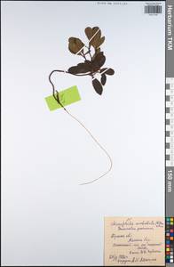 Chimaphila umbellata (L.) W. P. C. Barton, Eastern Europe, Central region (E4) (Russia)