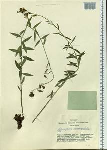 Adenophora gmelinii subsp. gmelinii, Siberia, Altai & Sayany Mountains (S2) (Russia)