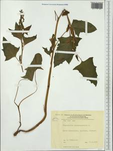 Blitum bonus-henricus (L.) Rchb., Western Europe (EUR) (Germany)