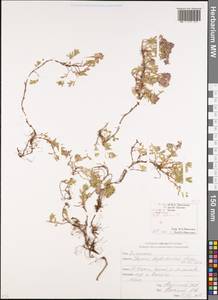 Thymus daghestanicus Klokov & Des.-Shost., Caucasus, South Ossetia (K4b) (South Ossetia)