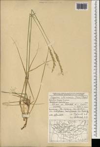 Leymus chinensis (Trin.) Tzvelev, Mongolia (MONG) (Mongolia)