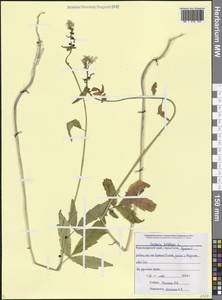 Cardamine bulbifera (L.) Crantz, Caucasus, Krasnodar Krai & Adygea (K1a) (Russia)