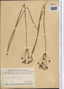 Butomus umbellatus L., Middle Asia, Muyunkumy, Balkhash & Betpak-Dala (M9) (Kazakhstan)