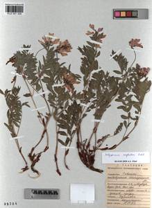 KUZ 001 329, Hedysarum neglectum Ledeb., Siberia, Altai & Sayany Mountains (S2) (Russia)