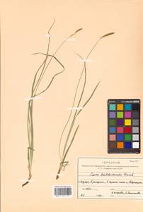 Carex hakkodensis Franch., Siberia, Russian Far East (S6) (Russia)