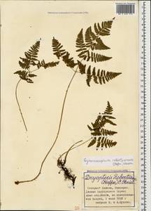 Gymnocarpium robertianum (Hoffm.) Newman, Caucasus, Stavropol Krai, Karachay-Cherkessia & Kabardino-Balkaria (K1b) (Russia)