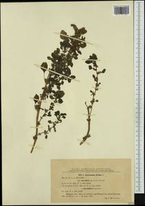 Amaranthus blitum L., Western Europe (EUR) (Romania)