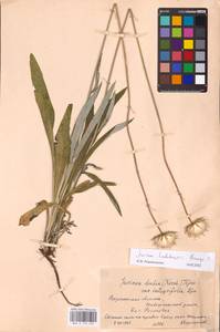 Jurinea ledebourii Bunge, Eastern Europe, Central forest-and-steppe region (E6) (Russia)