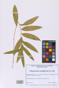 Polygonatum multiflorum (L.) All., Eastern Europe, Middle Volga region (E8) (Russia)