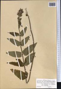 Betonica betoniciflora (Rupr. ex O.Fedtsch. & B.Fedtsch.) Sennikov, Middle Asia, Pamir & Pamiro-Alai (M2) (Kyrgyzstan)