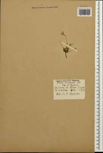 Draba siliquosa M.Bieb., Caucasus, Armenia (K5) (Armenia)