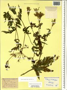 Chaerophyllum aureum L., Caucasus, Armenia (K5) (Armenia)