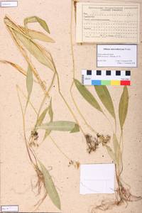 Allium microdictyon Prokh., Siberia, Altai & Sayany Mountains (S2) (Russia)