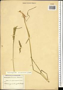 Calamagrostis arundinacea (L.) Roth, Caucasus, Abkhazia (K4a) (Abkhazia)