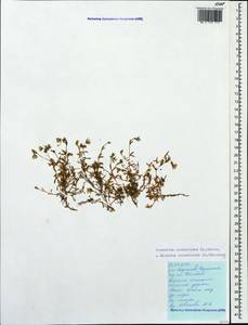 Dichodon cerastoides (L.) Rchb., Caucasus, Stavropol Krai, Karachay-Cherkessia & Kabardino-Balkaria (K1b) (Russia)