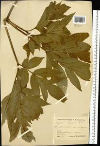 Angelica ursina (Rupr.) Regel, Siberia, Chukotka & Kamchatka (S7) (Russia)
