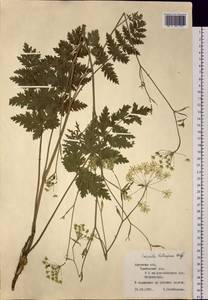 Pimpinella thellungiana H. Wolff, Siberia, Russian Far East (S6) (Russia)