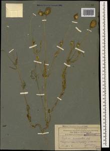 Lomelosia micrantha (Desf.) Greuter & Burdet, Caucasus, Azerbaijan (K6) (Azerbaijan)