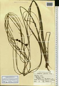 Sparganium gramineum Georgi, Eastern Europe, Moscow region (E4a) (Russia)