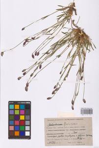 Silene, Siberia, Western Siberia (S1) (Russia)