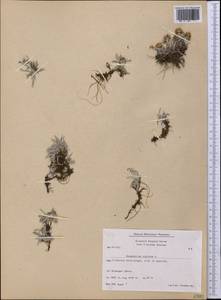 Omalotheca supina (L.) DC., America (AMER) (Greenland)