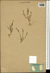 Catapodium rigidum (L.) C.E.Hubb., Caucasus, Dagestan (K2) (Russia)