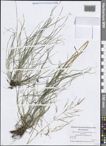 Poa trivialis L., Eastern Europe, North-Western region (E2) (Russia)