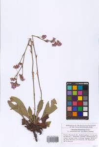 Limonium tomentellum (Boiss.) Kuntze, Eastern Europe, Middle Volga region (E8) (Russia)