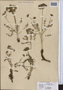 Schulzia albiflora (Kar. & Kir.) Popov, Middle Asia, Northern & Central Tian Shan (M4) (Kyrgyzstan)