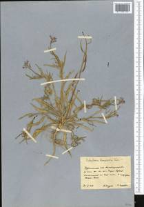 Malcolmia grandiflora (Bunge) Kuntze, Middle Asia, Kopet Dag, Badkhyz, Small & Great Balkhan (M1) (Turkmenistan)